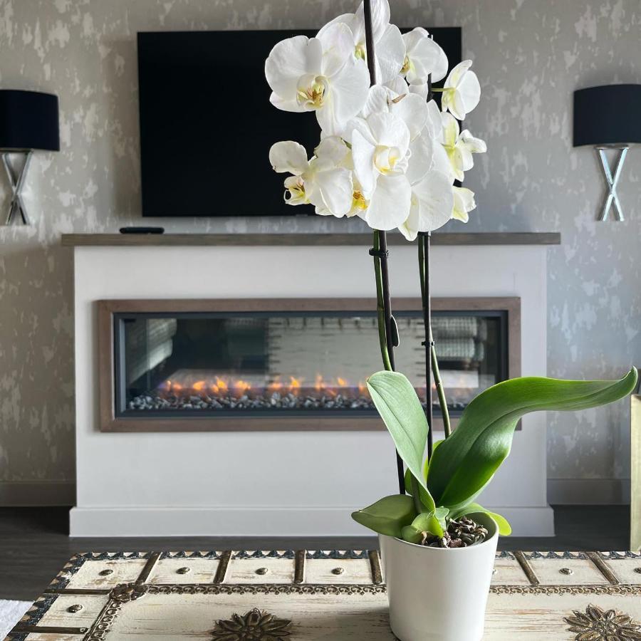 Boulevard Hotel Blackpool Exteriér fotografie A white orchid in a living room